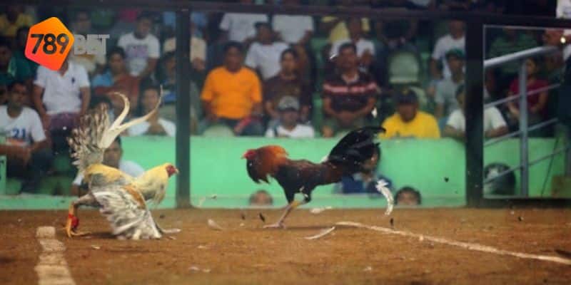 đá gà cựa dao